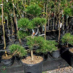 Borovica čierna (Pinus nigra) ´AUSTRIACA´ - výška 100-140 cm, kont. C30L 